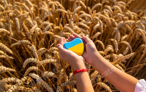 Preview: Child in a field of wheat with the flag of Ukraine. Selective focus.