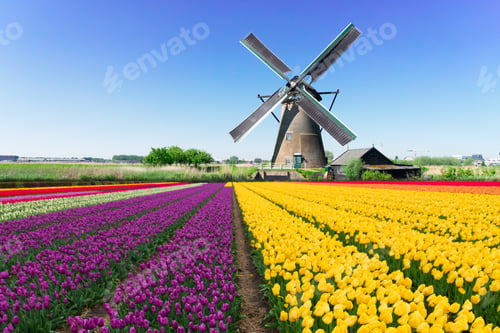 Preview: dutch windmill over tulips field