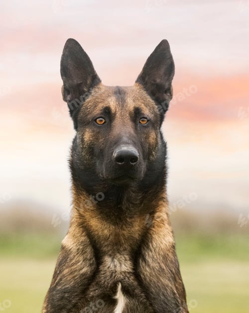 Preview: belgian shepherd in nature