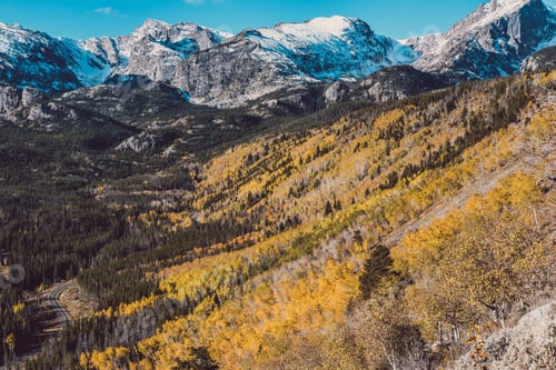 Preview: Aspen grove at autumn in Rocky Mountains