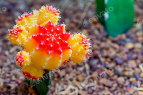 Preview: Close up beautiful flower of Moon Cactus