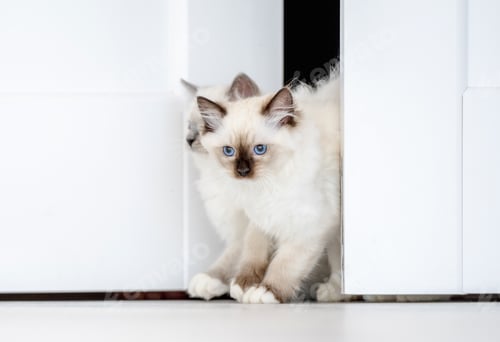 Preview: Ragdoll cat in light room