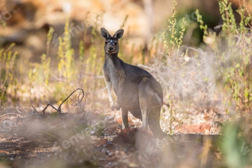 Preview: Kangaroo looking