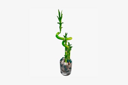 Preview: Bamboo plant in a glass pot with pebbles