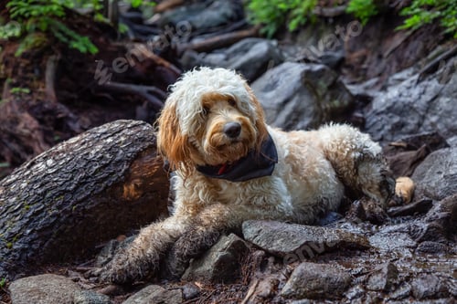 Preview: Cute and Adorable Dog, Goldendoodle, is relaxing on a dirty ground in nature