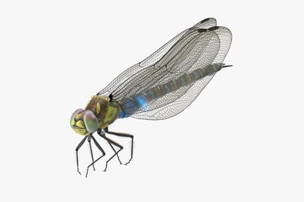 Preview: Detailed Dragonfly Perched Still