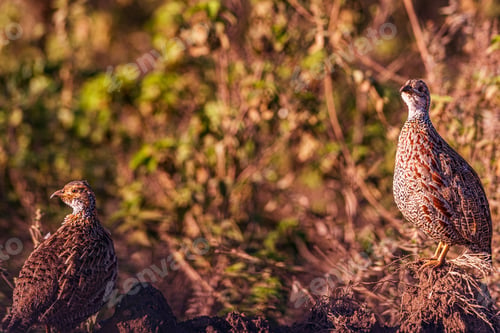 Preview: Bird Wild Animals Flight Kenya East Africa Wildlife Prey Hunter