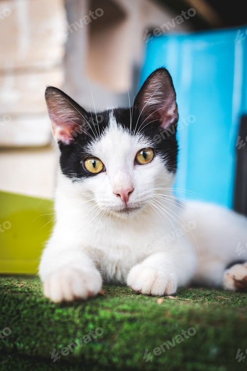 Preview: Black and white cat lying looking at camera with kind expression