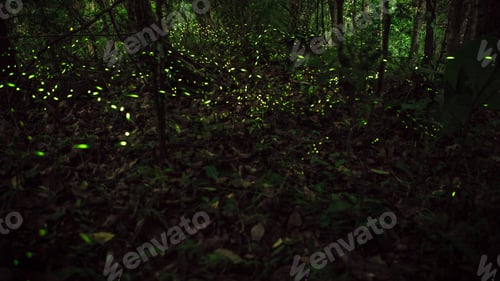 Preview: Yellow light of firefly insect flying in the night forest, background of Taiwan.