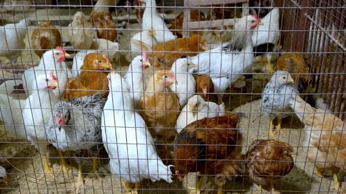 Preview: Domestic poultry in metal cage.