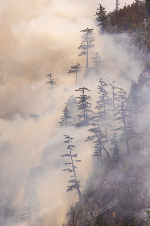 Preview: Forest Fire in Misty Vertical Pine Forest, Squamish, BC, Canada