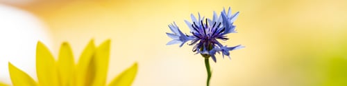 Preview: Horizontal banner with sunflower flower petals and carnations