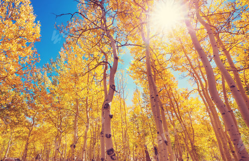Preview: Autumn forest