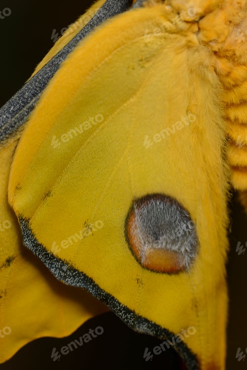 Preview: Comet or moon moth, Argema mittrei, butterfly native to the forests of Madagascar.