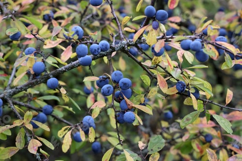 Preview: Closeup shot of ripe blueberries of blackthorn on bushes