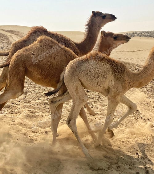 Preview: Young camels kicking up some desert sand as they run and cavort together in the desert