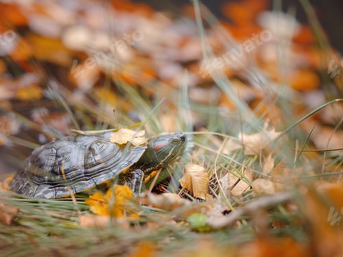 Preview: Small turtle crawling through the fallen autumn leaves