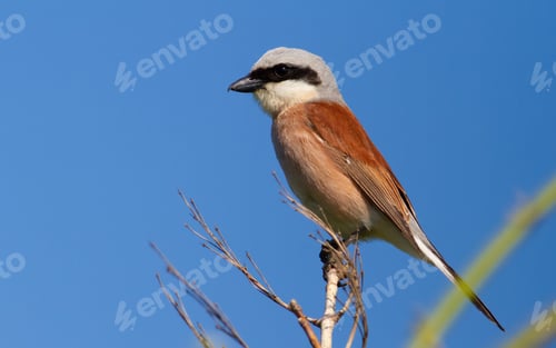Preview: Red-backed shrike, lanius collurio. The bird sits on an old branch. Male close up