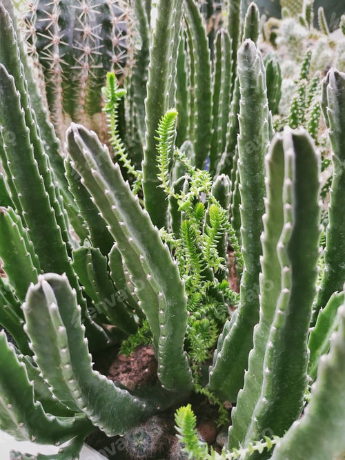 Preview: Cactus. Nature