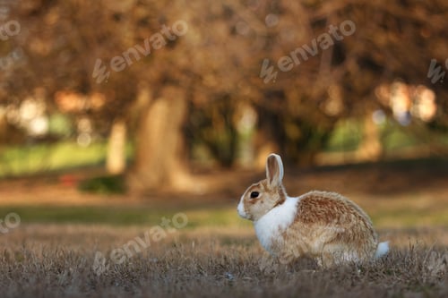 Preview: Wild Rabbit Resting Peacefully on Mossy Ground in Soft Natural Light Outdoors.
