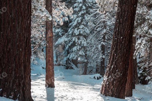 Winter forest