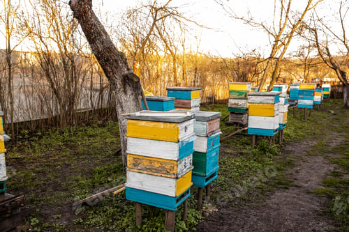 Preview: Apiary in spring in the garden without leaves and flowers. The development of bees in the spring