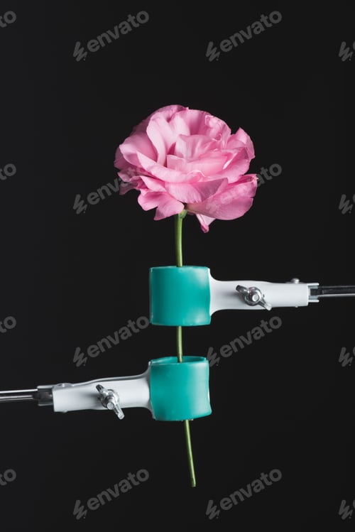 Preview: close up view of beautiful pink blooming rose and clinches isolated on black