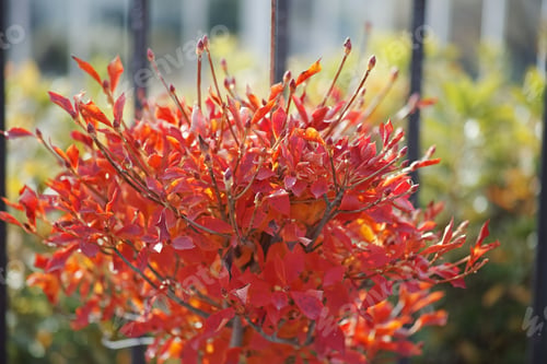 Preview: Vibrant redvein enkianthus illuminated by the warm sunlight on a bright, sunny day