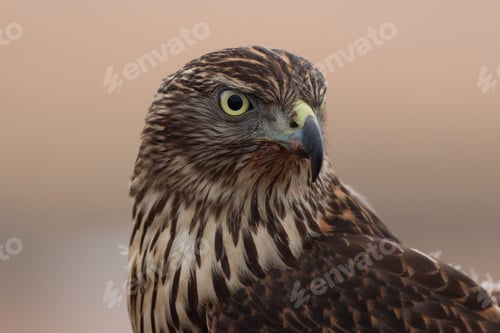 Preview: Closeup of a Northern goshawk on a blurred background