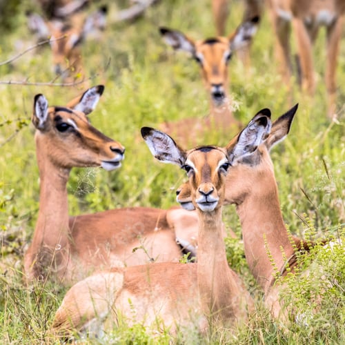 Preview: Impala group resting