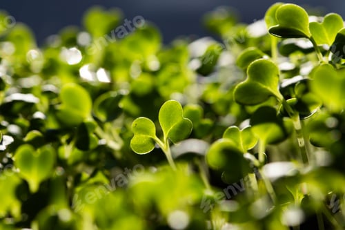 Preview: Fresh microgreens growing in pot