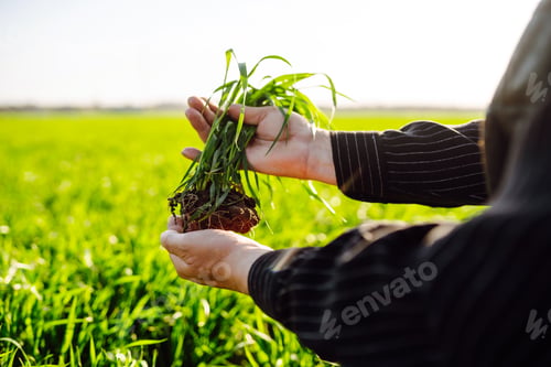 Preview: Young green wheat sprout in the hands of a farmer. Agriculture, gardening or ecology concept.