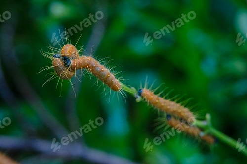 Preview: Hairy caterpillars are eating leaf and walking on the tree.