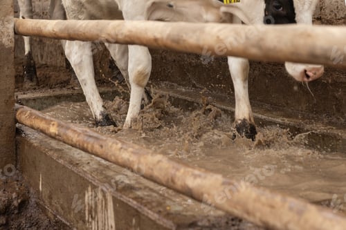 Preview: Legs of a cow in a troughs
