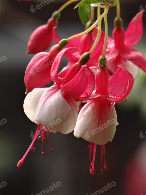 Preview: Macro of hummingbird fuchsia (Fuchsia magellanica) flower with blurred background