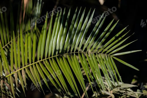 Preview: Palm Leaves branch Sunlight illumination forest Karura Nairobi City County Kenya East Africa Landsca