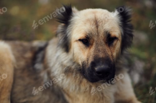 Preview: dog outdoors in the field walk travel friendship