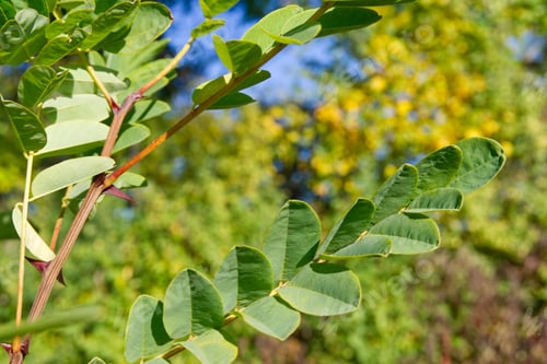 Preview: Selective focus of black locust branches, green leaves, yellow trees, blue sky blurred background