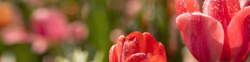 Preview: Banner 4x1 for website, social networks. Delicate red tulip petals with raindrops