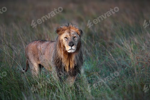 Preview: Beautiful shot of a small lion on a field in Masai Mara, Kenya