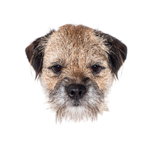 Preview: Border terrier dog looking at camera on white background