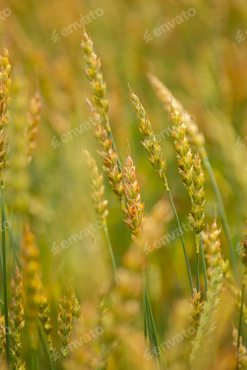 Preview: Close up of green and golden ears of wheat growing in a field.