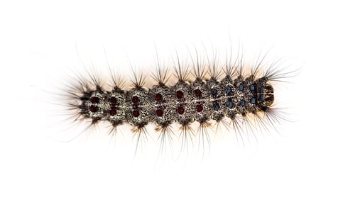 Preview: Overhead view of the Caterpillar of a Lymantria dispar, the gypsy moth against a white background