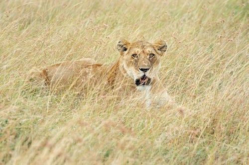 Preview: Close lion in National park of Kenya