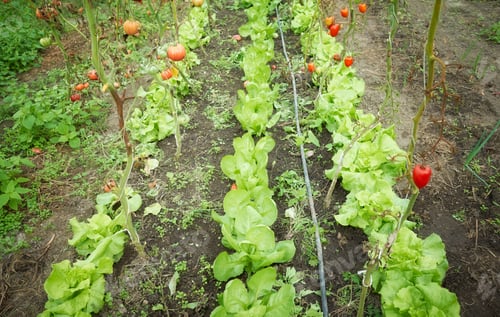Preview: Organic vegetable cultivation in a greenhouse, selective focus.