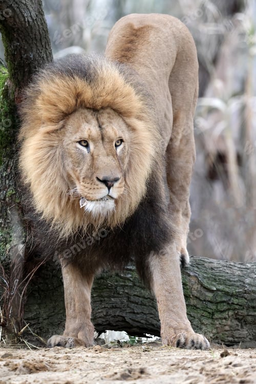 Preview: Lion (Panthera Leo) close up view