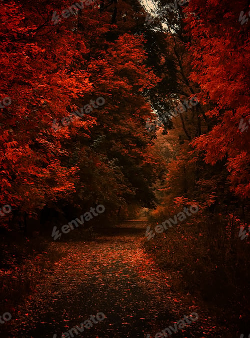 Preview: Autumn landscape, cloudy rainy foggy day in the park, selective focus