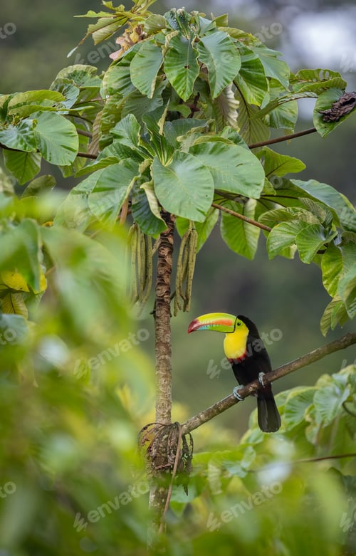Preview: A Keel-billed Toucan in Costa Rica