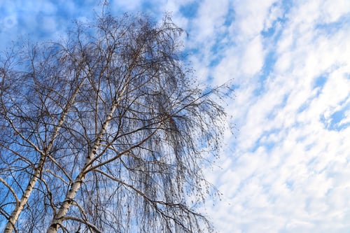 Preview: Top of birches against a blue sky with white clouds