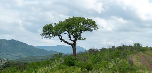 Preview: Acacia tree in African savannah, cloudy sky. Vachellia tortilis in South Africa